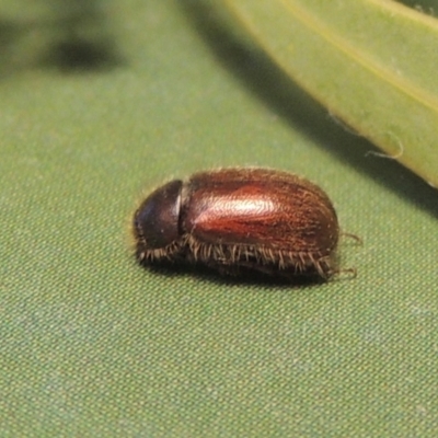 Heteronyx dimidiatus (Dimidiatus scarab beetle) at Paddys River, ACT - 20 Aug 2023 by michaelb