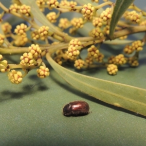 Heteronyx sp. (genus) at Paddys River, ACT - 20 Aug 2023 01:17 PM