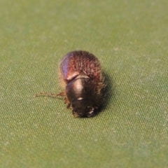 Heteronyx dimidiatus at Paddys River, ACT - 20 Aug 2023