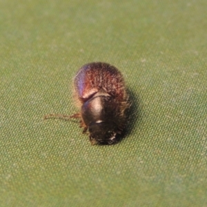 Heteronyx sp. (genus) at Paddys River, ACT - 20 Aug 2023 01:17 PM