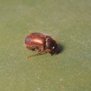 Heteronyx dimidiatus at Paddys River, ACT - 20 Aug 2023