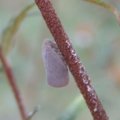 Anzora unicolor (Grey Planthopper) at Conder, ACT - 30 Mar 2023 by michaelb