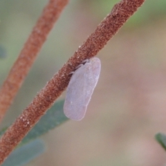 Anzora unicolor at Conder, ACT - 30 Mar 2023 11:30 AM