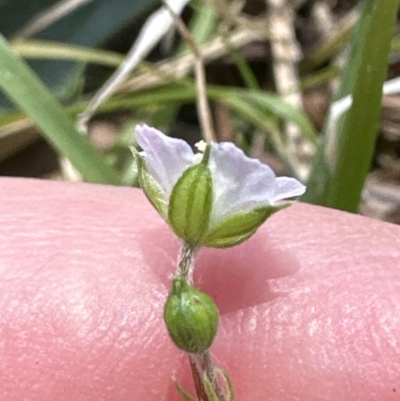 Geranium potentilloides at Kangaroo Valley, NSW - 25 Sep 2023 by lbradley