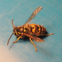 Vespula germanica (European Wasp, German Yellowjacket Wasp) at Conder, ACT - 1 Apr 2023 by MichaelBedingfield