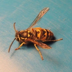Vespula germanica (European wasp) at Conder, ACT - 31 Mar 2023 by michaelb