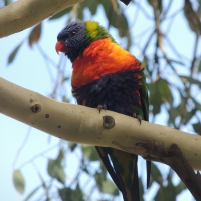 Trichoglossus moluccanus (Rainbow Lorikeet) at Tuggeranong Hill - 1 Apr 2023 by MichaelBedingfield