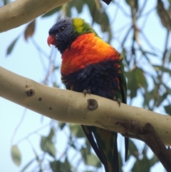 Trichoglossus moluccanus (Rainbow Lorikeet) at Conder, ACT - 31 Mar 2023 by michaelb