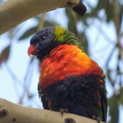 Trichoglossus moluccanus at Conder, ACT - 1 Apr 2023