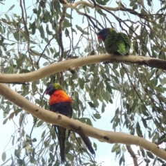 Trichoglossus moluccanus at Conder, ACT - 1 Apr 2023 10:51 AM