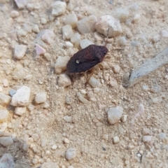 Dictyotus conspicuus (A shield or stink bug) at Forde, ACT - 25 Sep 2023 by Bioparticles