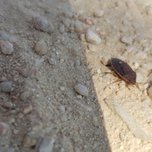 Dictyotus conspicuus at Forde, ACT - 25 Sep 2023 12:14 PM