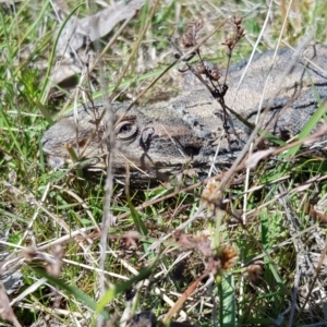 Pogona barbata at Forde, ACT - 25 Sep 2023