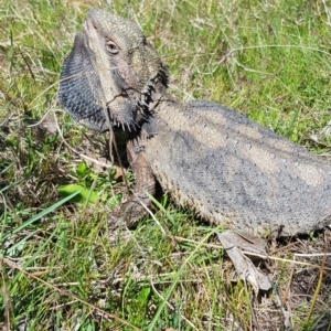 Pogona barbata at Forde, ACT - 25 Sep 2023