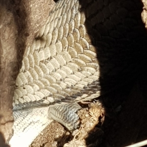 Tiliqua scincoides scincoides at Forde, ACT - 25 Sep 2023