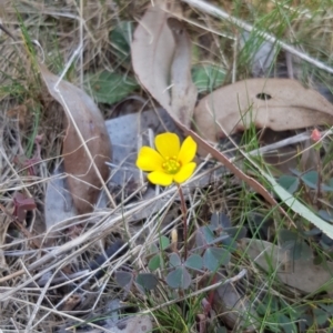 Oxalis sp. at Forde, ACT - 25 Sep 2023