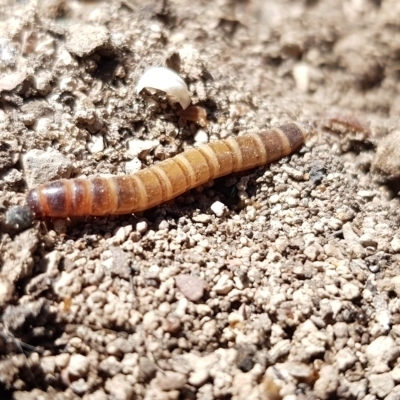 Unidentified Darkling beetle (Tenebrionidae) at Forde, ACT - 25 Sep 2023 by Bioparticles