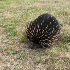 Tachyglossus aculeatus (Short-beaked Echidna) at Kambah, ACT - 25 Sep 2023 by JP95