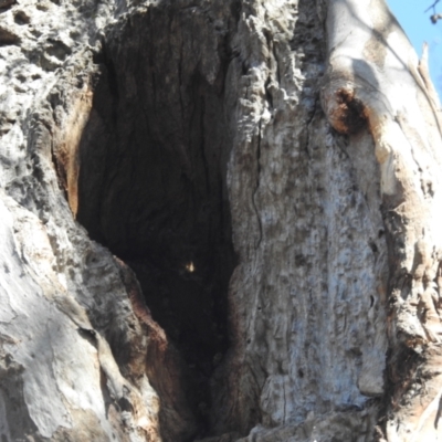 Apis mellifera (European honey bee) at Stromlo, ACT - 25 Sep 2023 by HelenCross