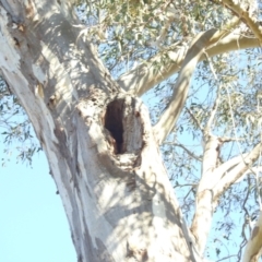 Apis mellifera at Stromlo, ACT - 25 Sep 2023 08:27 AM