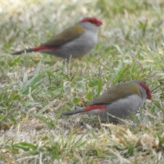 Neochmia temporalis (Red-browed Finch) at Lions Youth Haven - Westwood Farm A.C.T. - 25 Sep 2023 by HelenCross
