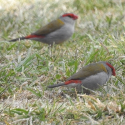 Neochmia temporalis (Red-browed Finch) at Stromlo, ACT - 25 Sep 2023 by HelenCross