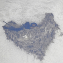 Hirundo neoxena (Welcome Swallow) at Kambah, ACT - 25 Sep 2023 by HelenCross