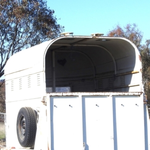 Hirundo neoxena at Kambah, ACT - 25 Sep 2023