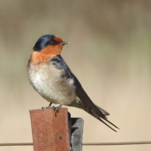 Hirundo neoxena at Kambah, ACT - 25 Sep 2023 08:36 AM