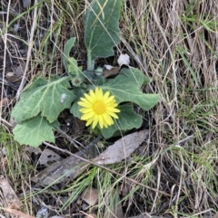 Cymbonotus sp. (preissianus or lawsonianus) (Bears Ears) at Black Mountain - 23 Sep 2023 by JohnGiacon