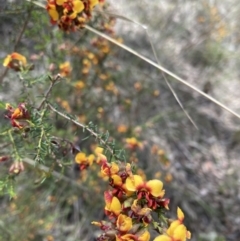 Dillwynia phylicoides (A Parrot-pea) at Black Mountain - 23 Sep 2023 by JohnGiacon