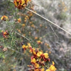 Dillwynia phylicoides (A Parrot-pea) at Canberra Central, ACT - 23 Sep 2023 by JohnGiacon