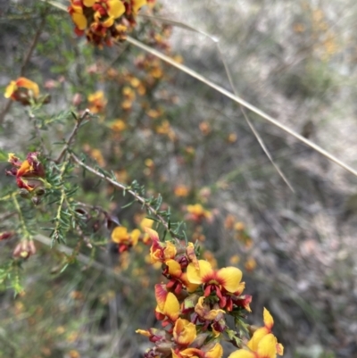 Dillwynia phylicoides (A Parrot-pea) at Black Mountain - 23 Sep 2023 by JohnGiacon