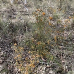 Dillwynia phylicoides at Canberra Central, ACT - 23 Sep 2023