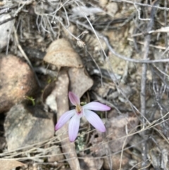 Caladenia fuscata (Dusky Fingers) at Canberra Central, ACT - 23 Sep 2023 by JohnGiacon