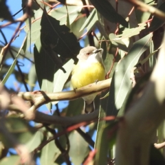 Gerygone olivacea (White-throated Gerygone) at Lions Youth Haven - Westwood Farm A.C.T. - 24 Sep 2023 by HelenCross