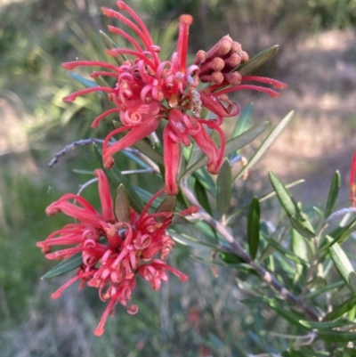 Grevillea (genus) (Grevillea) at Belconnen, ACT - 22 Sep 2023 by JohnGiacon