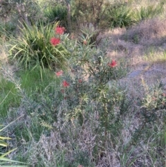 Grevillea sp. at Belconnen, ACT - 22 Sep 2023