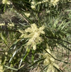 Acacia floribunda (White Sally Wattle, Gossamer Wattle) at Emu Creek - 22 Sep 2023 by JohnGiacon
