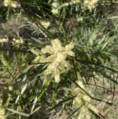 Acacia floribunda (White Sally Wattle, Gossamer Wattle) at Flea Bog Flat to Emu Creek Corridor - 22 Sep 2023 by JohnGiacon