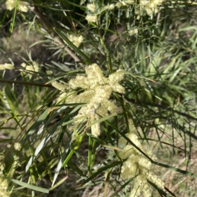 Acacia floribunda (White Sally Wattle, Gossamer Wattle) at Belconnen, ACT - 22 Sep 2023 by JohnGiacon