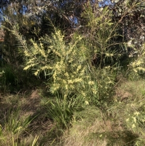 Acacia floribunda at Belconnen, ACT - 22 Sep 2023