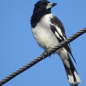 Cracticus nigrogularis at Stromlo, ACT - 25 Sep 2023