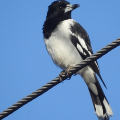 Cracticus nigrogularis (Pied Butcherbird) at Stromlo, ACT - 25 Sep 2023 by HelenCross