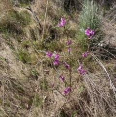 Indigofera australis subsp. australis (Australian Indigo) at Bruce, ACT - 22 Sep 2023 by JohnGiacon