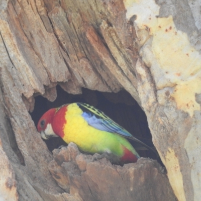 Platycercus eximius (Eastern Rosella) at Tuggeranong, ACT - 24 Sep 2023 by HelenCross