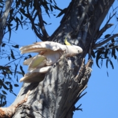 Cacatua galerita (Sulphur-crested Cockatoo) at Lions Youth Haven - Westwood Farm A.C.T. - 24 Sep 2023 by HelenCross