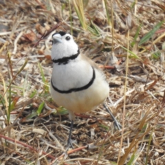 Stizoptera bichenovii (Double-barred Finch) at Kandanga, QLD - 23 Sep 2023 by HelenCross