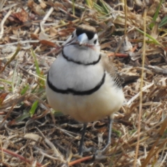 Stizoptera bichenovii at Kandanga, QLD - 23 Sep 2023