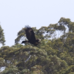 Aquila audax (Wedge-tailed Eagle) at Kandanga, QLD - 23 Sep 2023 by HelenCross